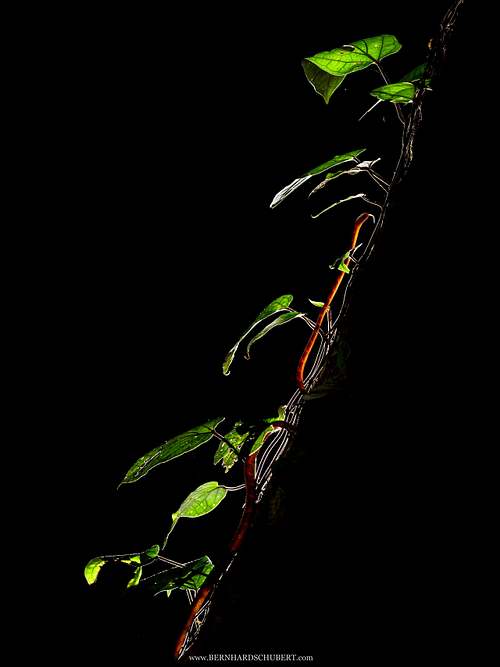 Boiga drapiezii - White-spotted cat snake