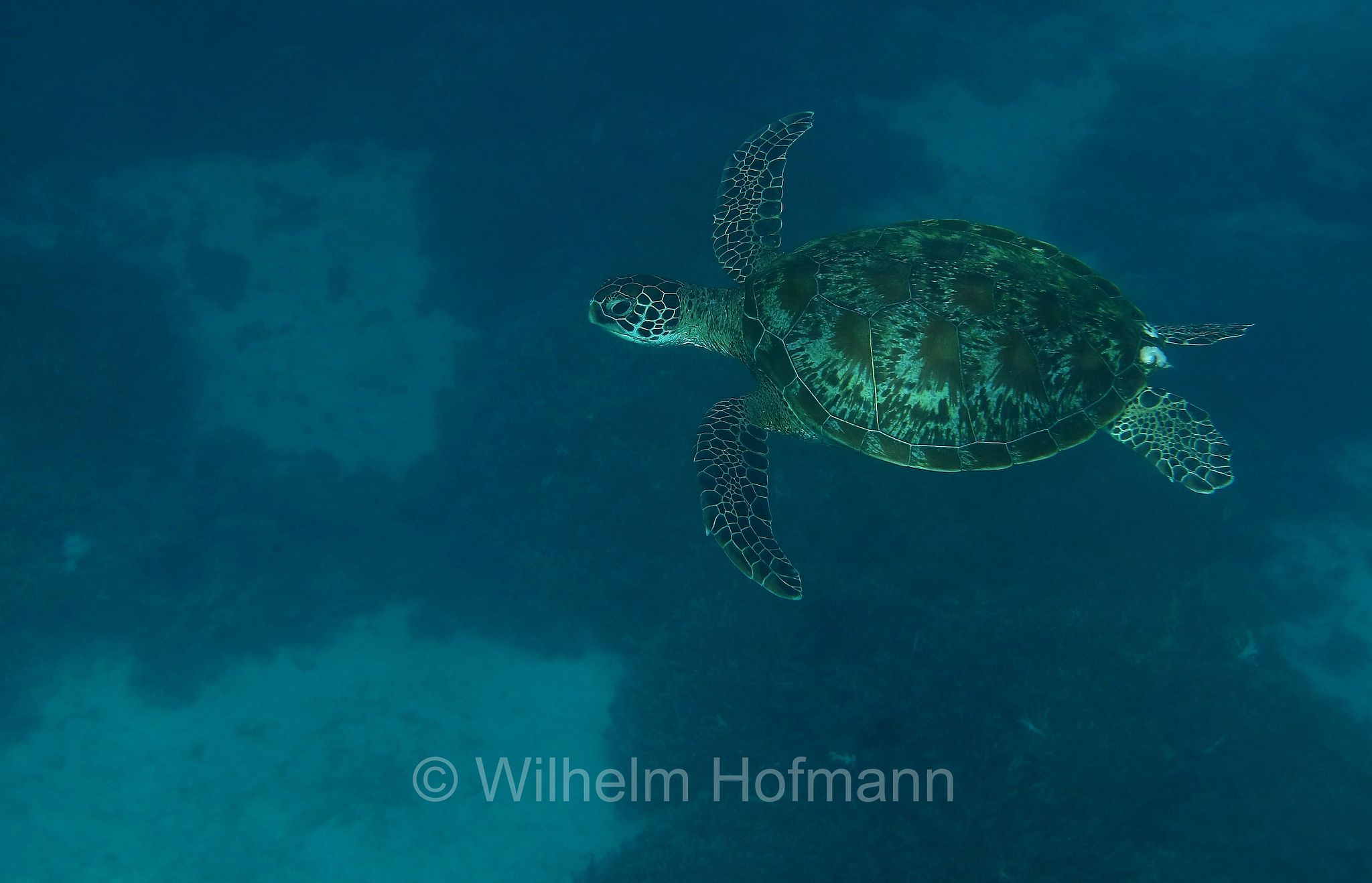 green sea turtle, green turtle, black sea turtle, Pacific green turtle, Grüne Meeresschildkröte, tartaruga verde, Chelonia mydas, Komodo Islands, Komodo, Lesser Sunda Islands, Kleine Sundainseln, Piccole Isole della Sonda, Nusa Tenggara Islands, Kepulauan Nusa Tenggara, Indonesia, Indonesien﻿, Turtle Point