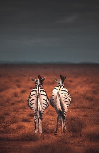 Fotografia zwierząt koncepcyjnych