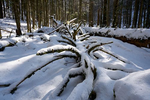 Naturwald Combe-Grède