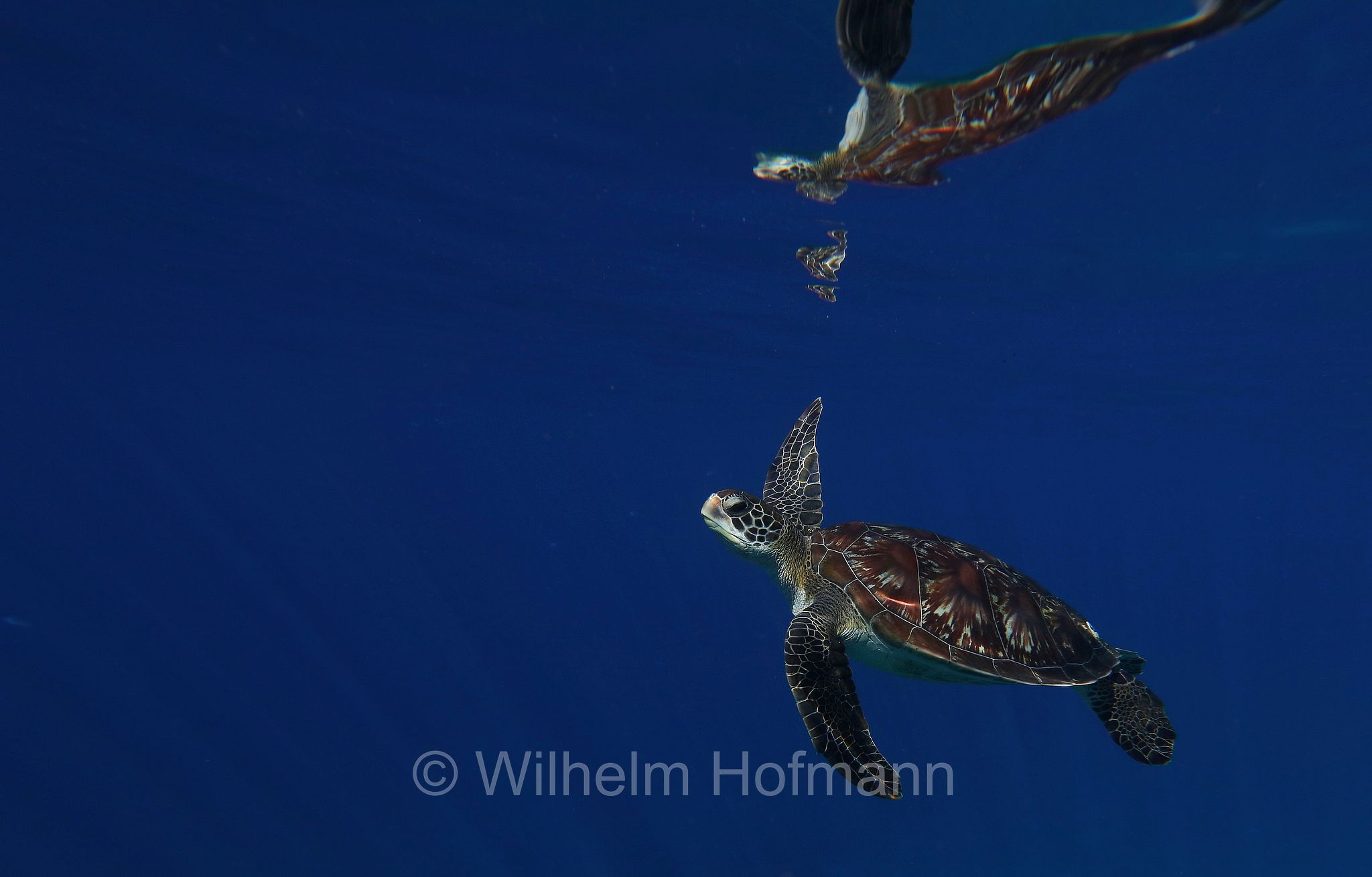 green sea turtle, green turtle, black sea turtle, Pacific green turtle, Grüne Meeresschildkröte, tartaruga verde, Chelonia mydas, Komodo Islands, Komodo, Lesser Sunda Islands, Kleine Sundainseln, Piccole Isole della Sonda, Nusa Tenggara Islands, Kepulauan Nusa Tenggara, Indonesia, Indonesien﻿, Mawan