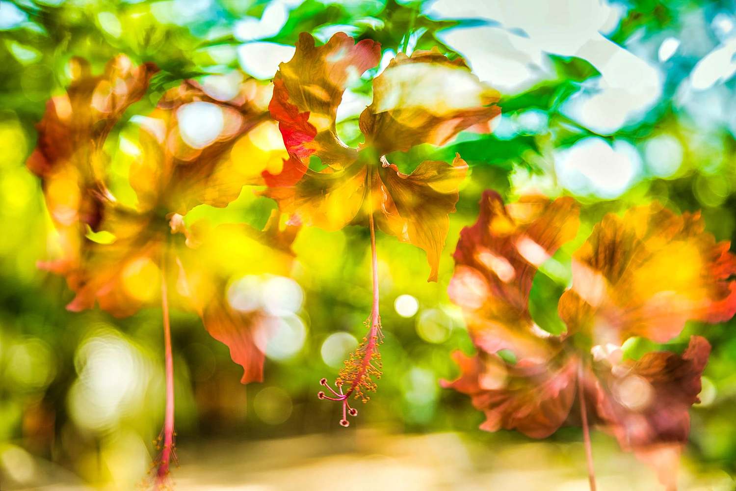 Hibiscus Flower Multiple Exposure