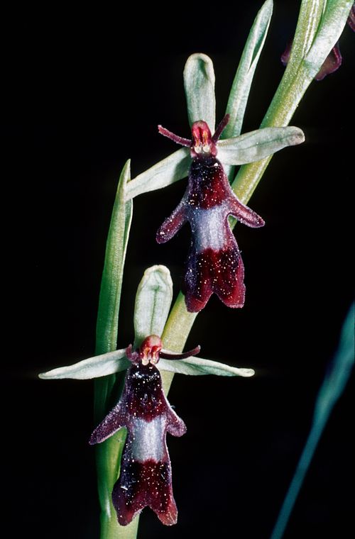 Kapelle Wilder Geschinen