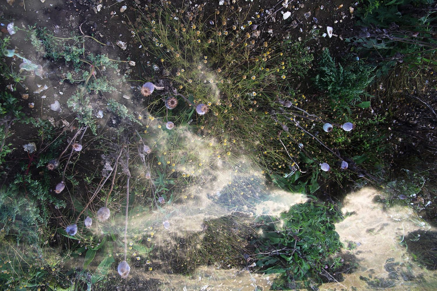 David Foster Art Artist Photography Photographer Reading