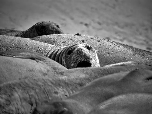 Elefante marino | Mirounga leonina