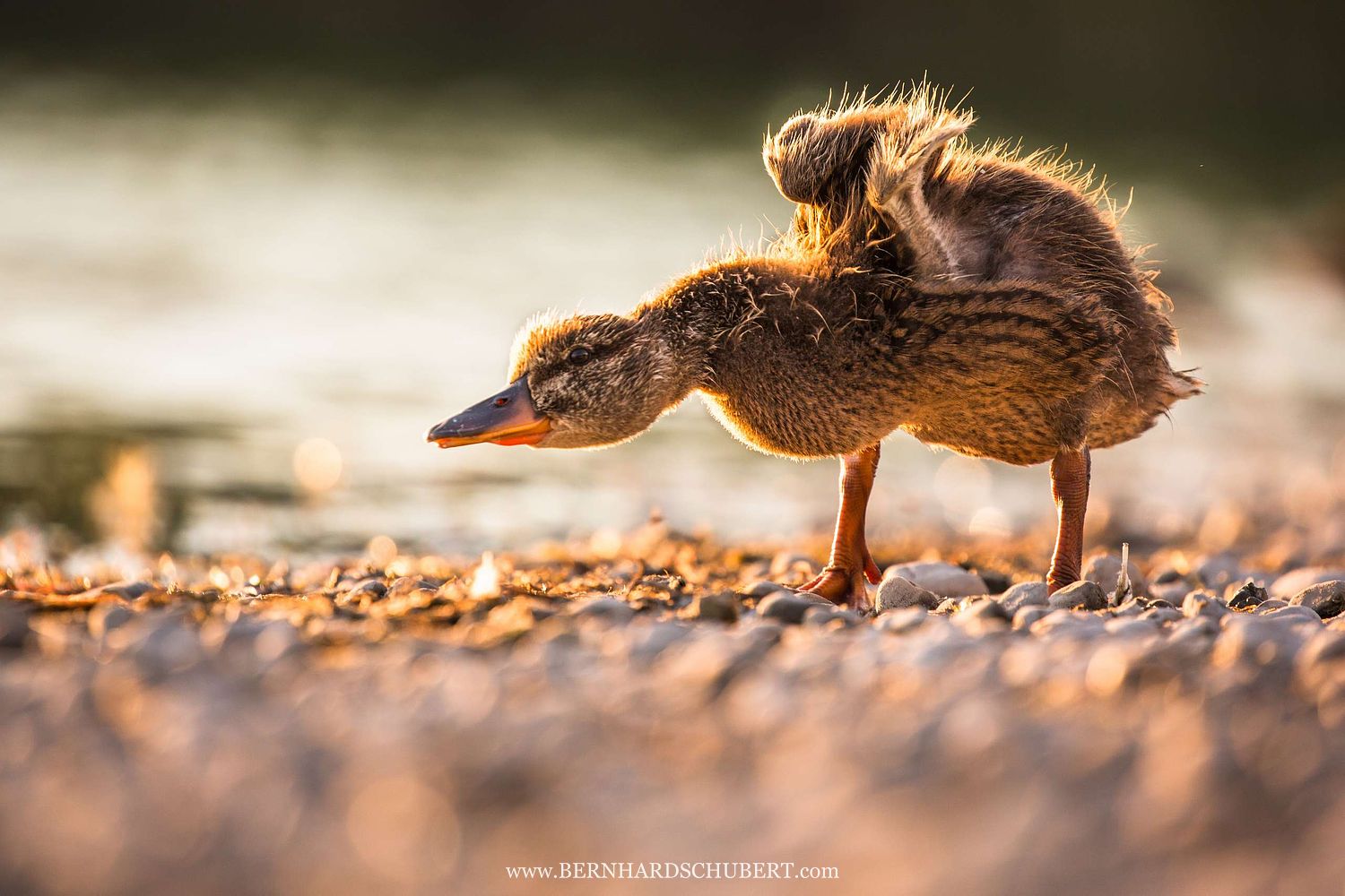 Anas platyrhynchos - Stockente