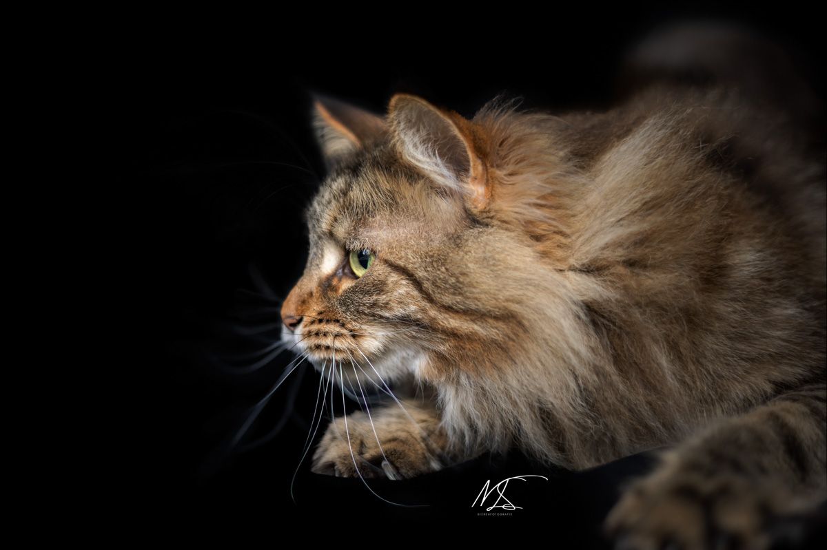 Kattenfotografie indoorshoot met Maine Coon die klaarligt om het fotodoek aan te vallen zijaanzicht