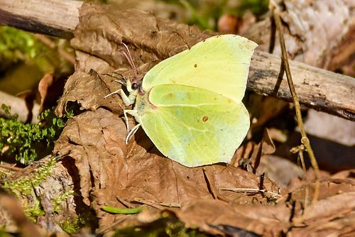 Kevadkuulutaja, lapsuliblika.