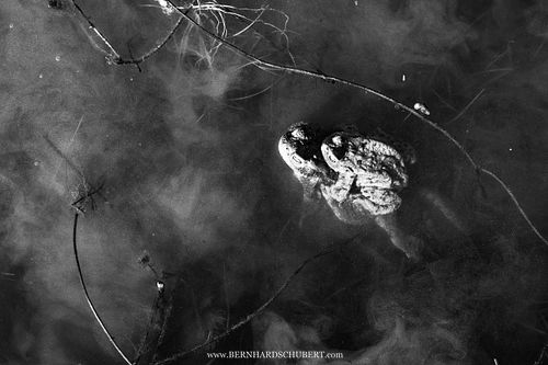 Bufo bufo - Erdkröte