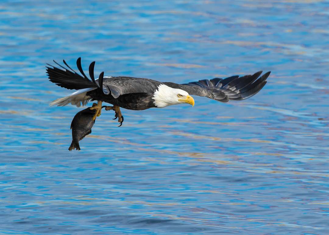 Best Iowa Bald eagle photography workshop & tour in the midwest