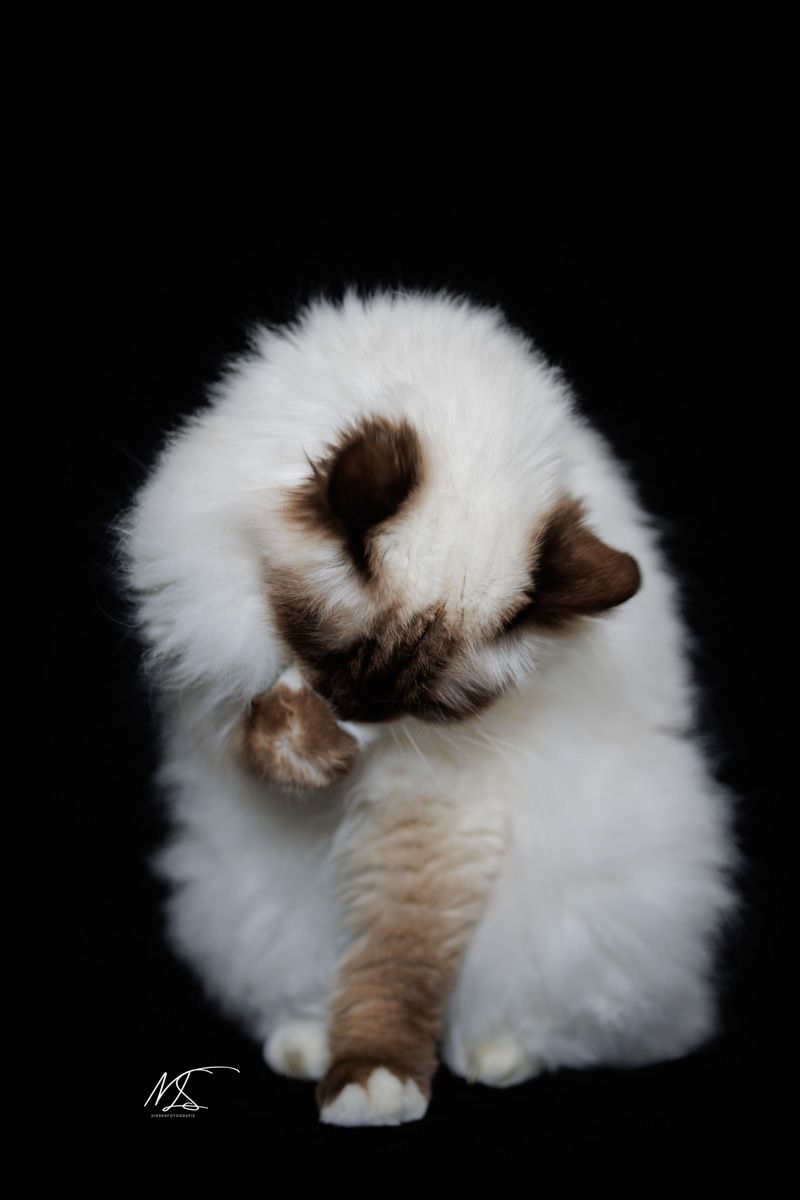 Kattenfotografie Studioshoot kan die zijn poot likt ras Heilige Birmaan wit met donkere snoet, oortjes en pootjes