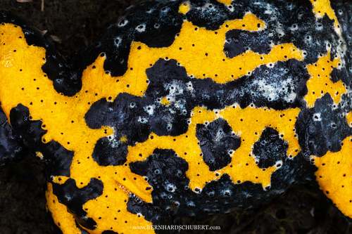 Bombina variegata - Yellow-bellied toad