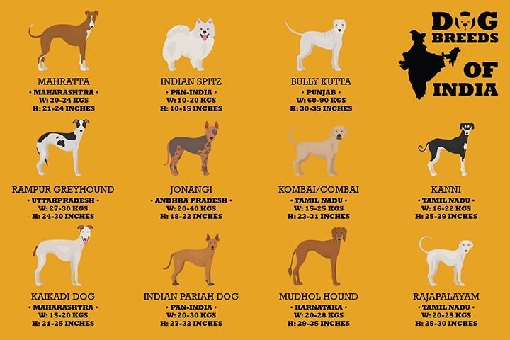 Clearance indian dog breed names Top Sale