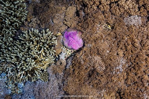 Fungia fungites - Mushroom coral