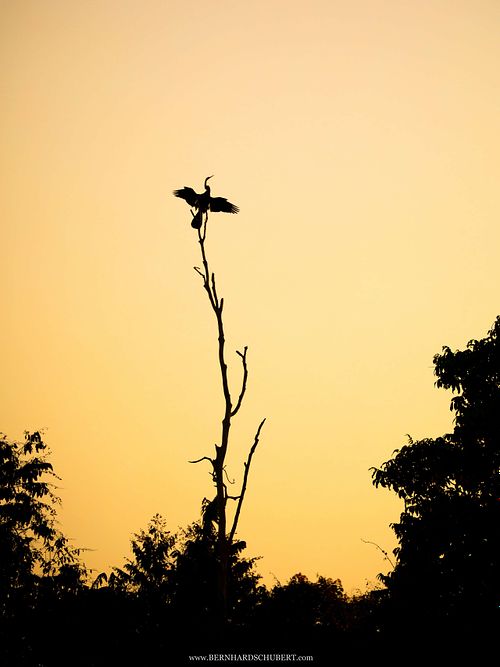 Anhinga melanogaster - Oriental darter