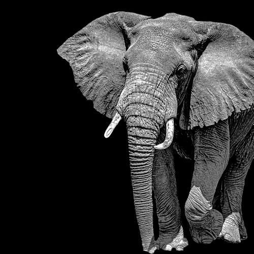 Entrée d'un éléphant dans le cadre en Tanzanie