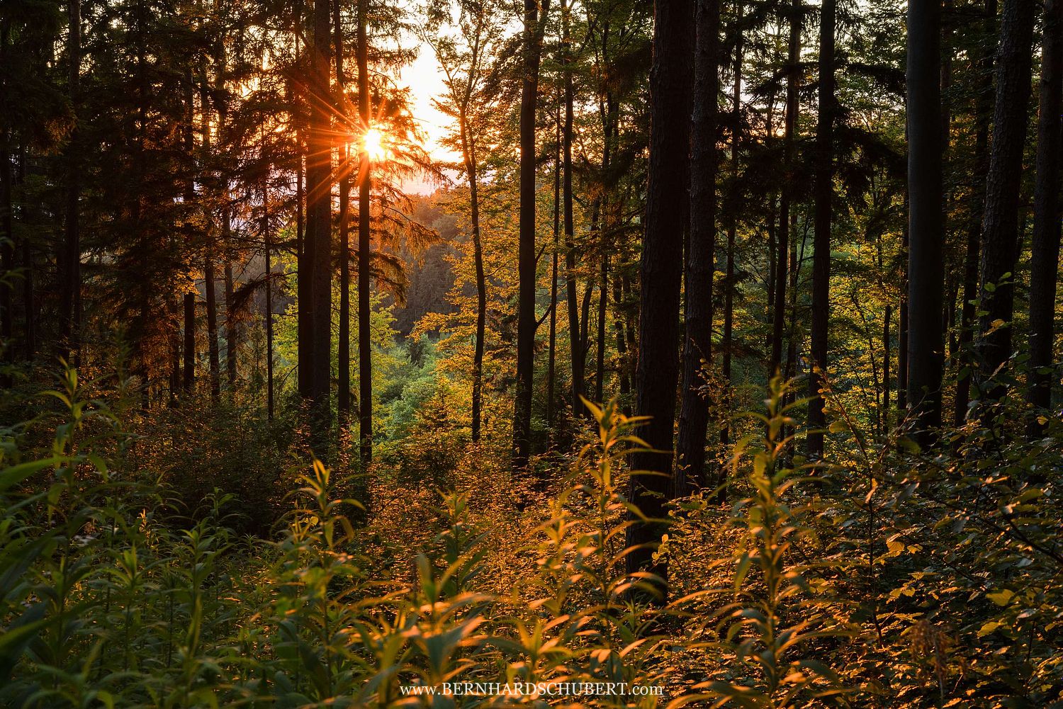 Forest Rosalia