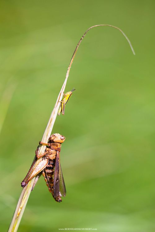 Entomophaga grylli Befall