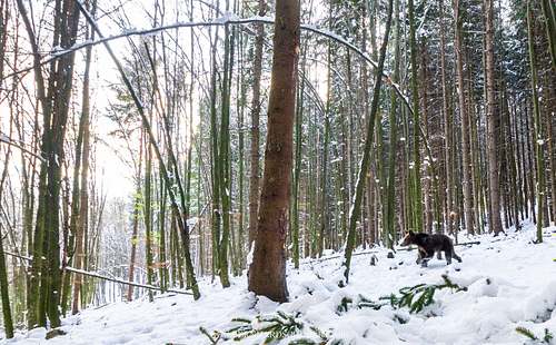 Bown bear in snow