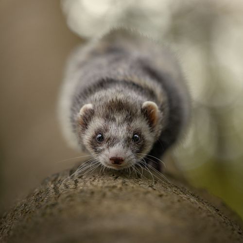 Minishoot t.w.v. €70