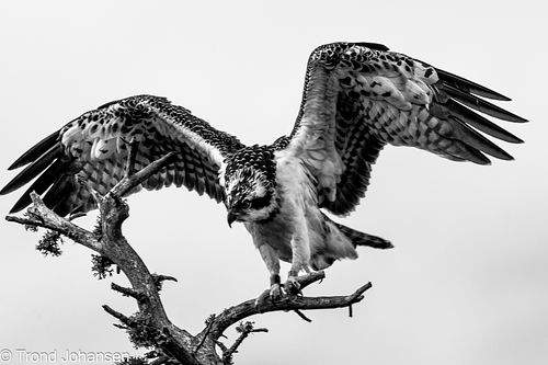 A majestic Osprey (Fiskeørn) perched in its favorite tree, eating a freshly caught fish in Norway. Captured by wildlife photographer Trond Johansen.