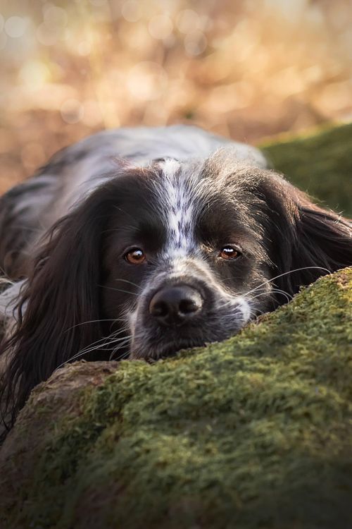Hunde