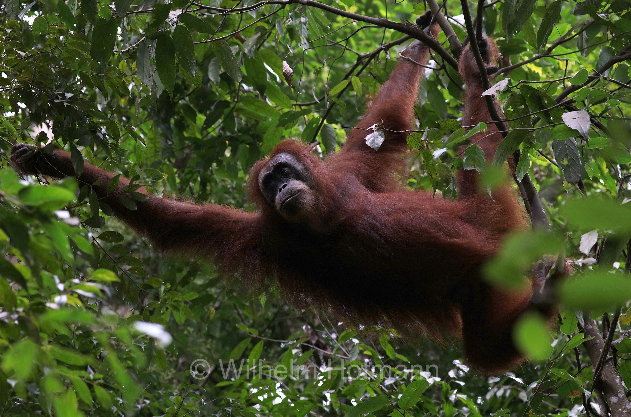 Sumatran orangutan, Sumatra-Orang-Utan, orango di Sumatra, Pongo abelii, Gunung Leuser National Park, Nationalpark Gunung Leuser, parco nazionale di Gunung Leuser, Bukit Lawang, Sumatra, Indonesia, Indonesien