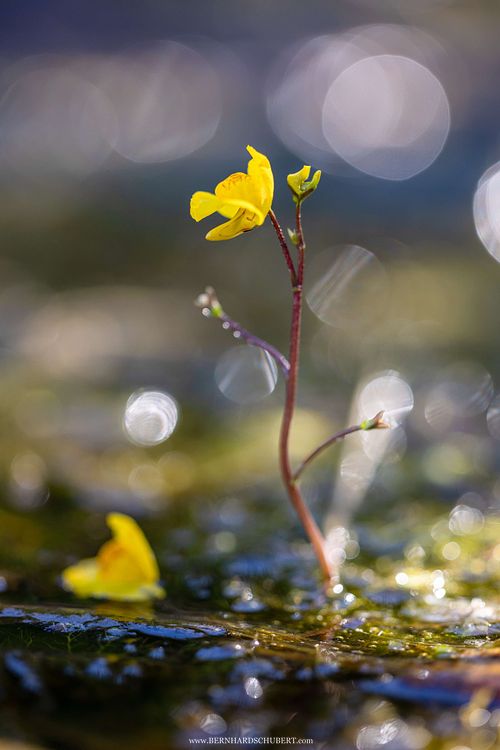 Utricularia australis – Verkannter Wasserschlauch
