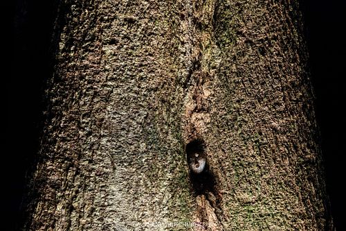 Kaloula baleata - Muller's narrowmouth frog in a treehole
