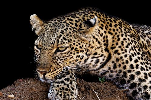 Léopard en chasse au Kenya