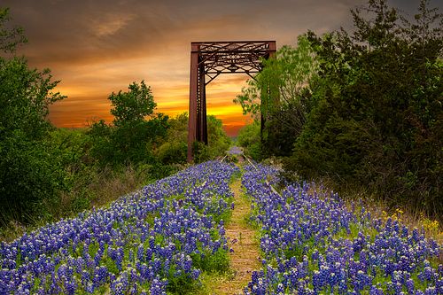 A sunset sky glowing behind a historic iron railroad bridge with bluebonnets growing over the abandoned tracks