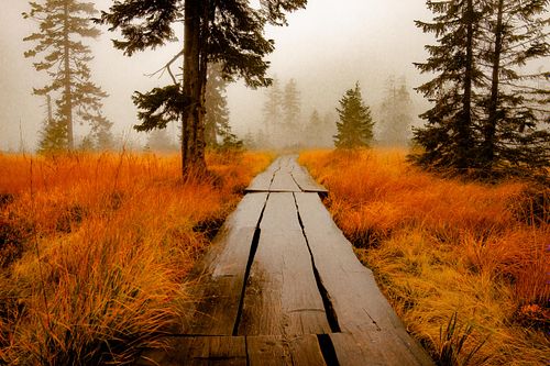 Platelage en bois traversant une lande/forêt orangée.