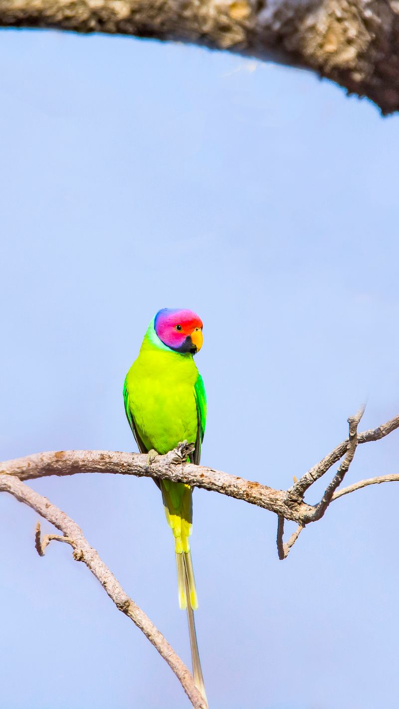 Avoid capturing COMMON IMAGES