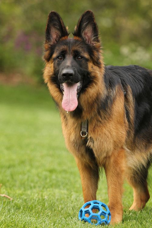 German shepherd poses with her favorite blue ball