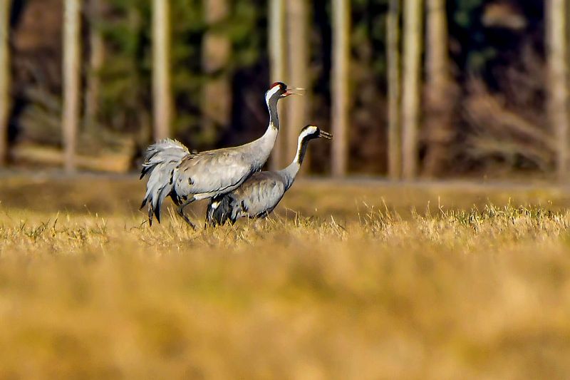 Sookured õhtu kevadhetkes.