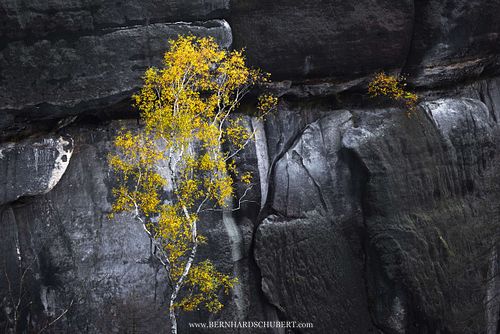 Betula pendula - Silver birch