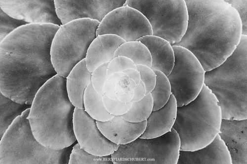 Aeonium canariense – Detail des Kanaren Aeoniums