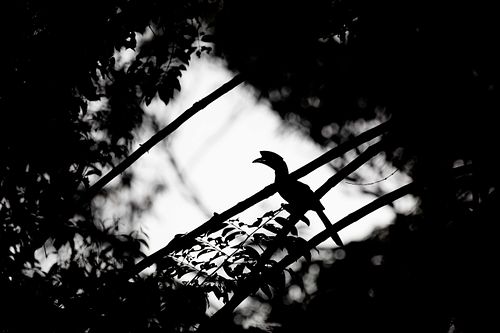 Anthracoceros albirostris - Orienthornvogel