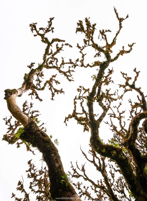 Toter Ast eines Lorbeerbaums