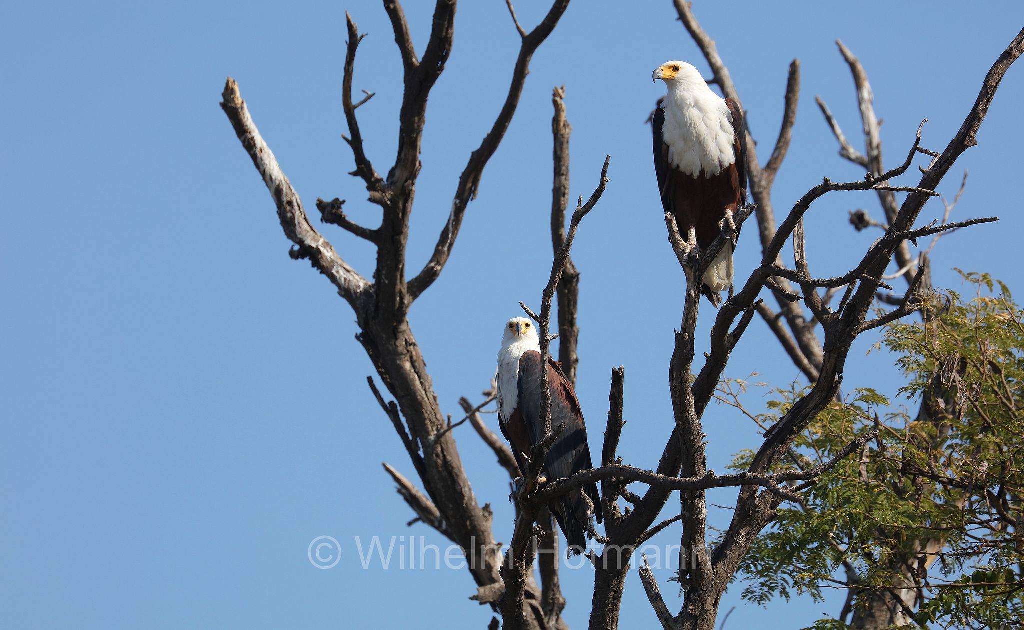 African fish eagle, African Sea Eagle, Schreiseeadler, aquila urlatrice, Icthyophaga vocifer, ﻿Moremi Game Reserve, Moremi-Wildreservat, Okavango Delta, Okavango Grassland, Botswana, Republik Botsuana