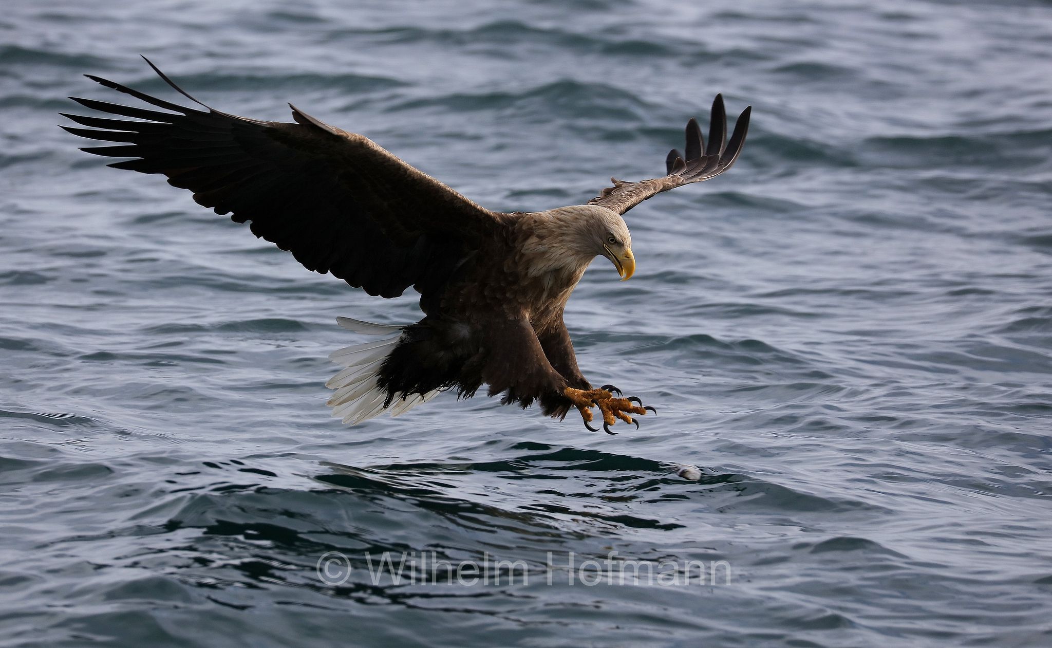 white-tailed eagle, white-tailed sea-eagle, ern, erne, gray sea eagle, Eurasian sea eagle, Seeadler, aquila di mare, aquila di mare codabianca, Rausu, penisola di Shiretoko, Shiretoko Peninsula, Shiretoko-Halbinsel, Hokkaidō, Hokkaido, Japan, Giappone