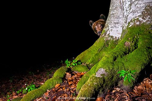 Curious brown bear