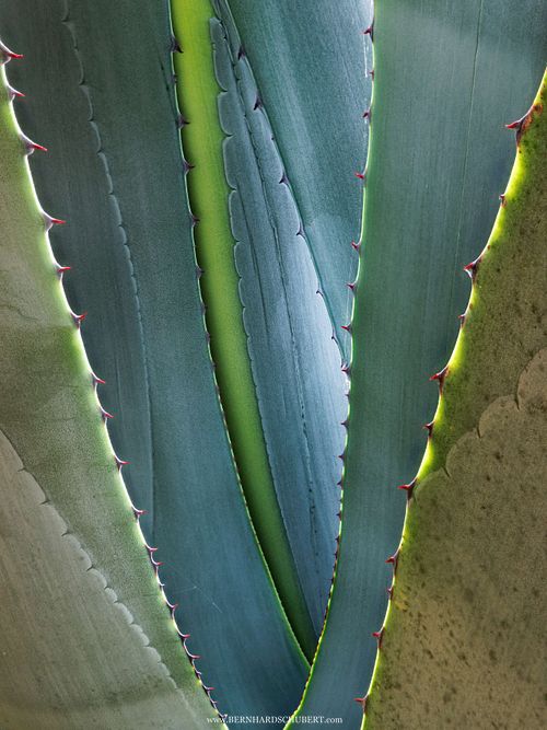 Agava leaf layers