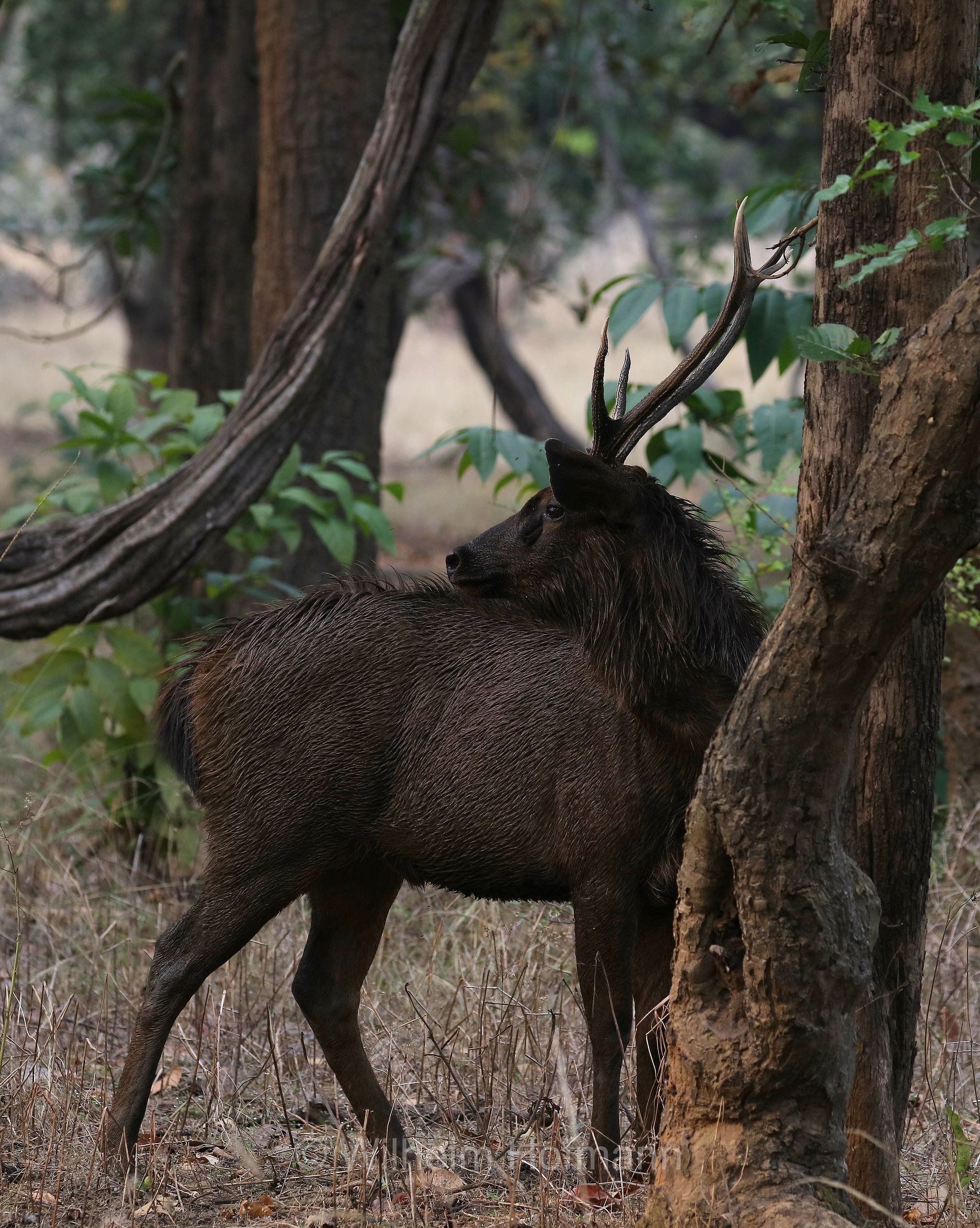sambar, sambar deer, Sambar, Pferdehirsch, sambar indiano, Rusa unicolor, Bandhavgarh National Park, Bandhavgarh-Nationalpark, parco nazionale di Bandhavgarh, Madhya Pradesh, India, Indien