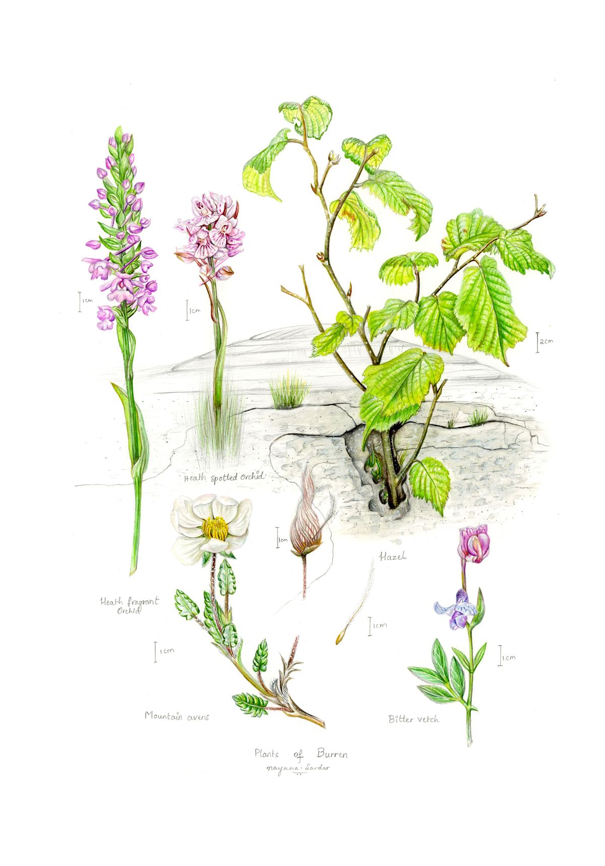 Botanical illustration of Burren Plants
