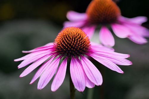 G&auml;rten und Zierpflanzen