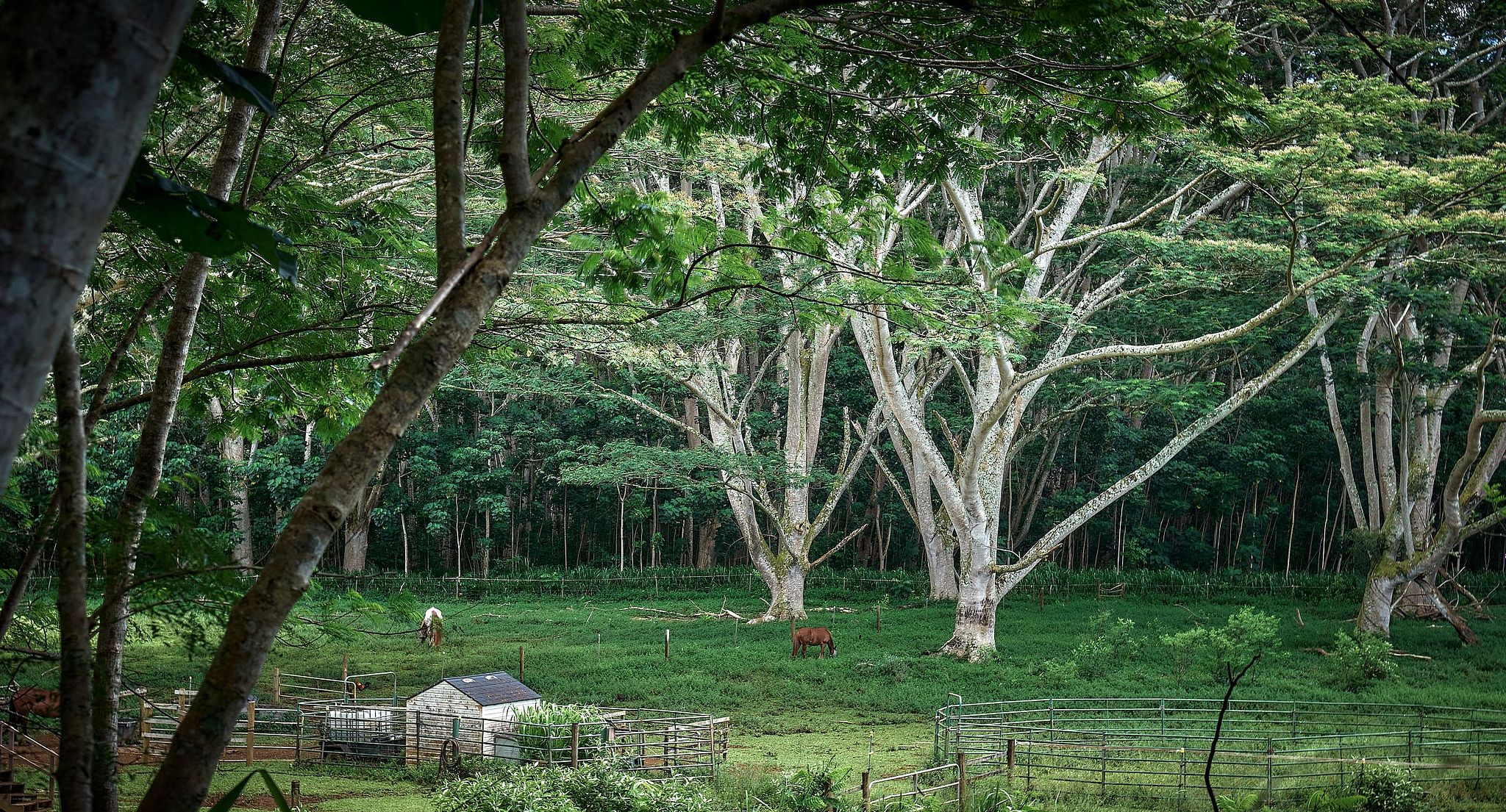 Giant Trees Shade a Meadow in South Kauai- Kauai, Hawaii