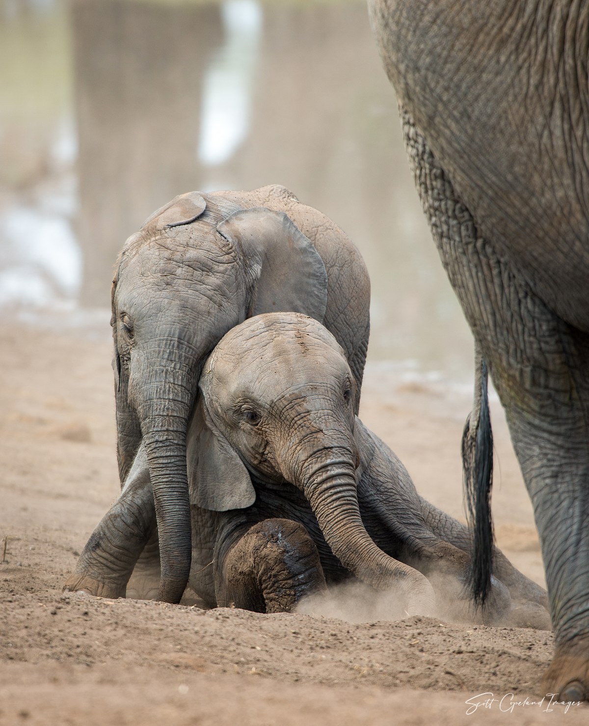 Elephant Cuteness