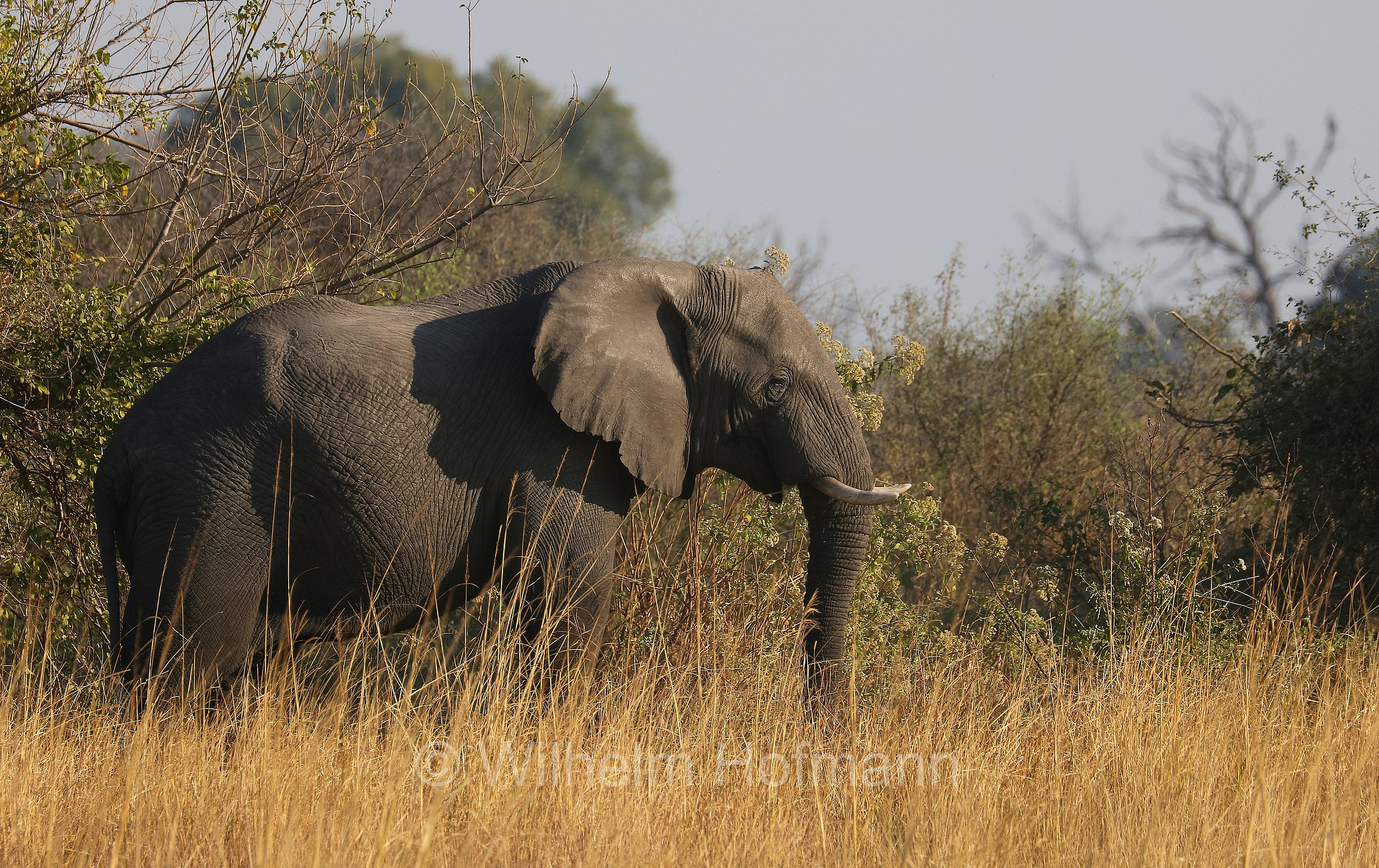 African bush elephant, African savanna elephant, Afrikanischer Elefant, Afrikanischer Buschelefant, Afrikanischer Savannenelefant, Afrikanischer Steppenelefant, elefanto africano, elefanto africano di savana, Moremi Game Reserve, Moremi-Wildreservat, Okavango Delta, Okavango Grassland, Botswana, Republik Botsuana