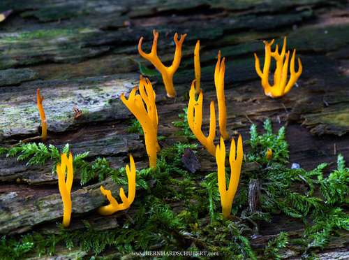 Calocera sp. - Orange pore fungus